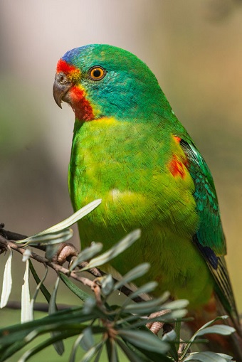 Parrots Image