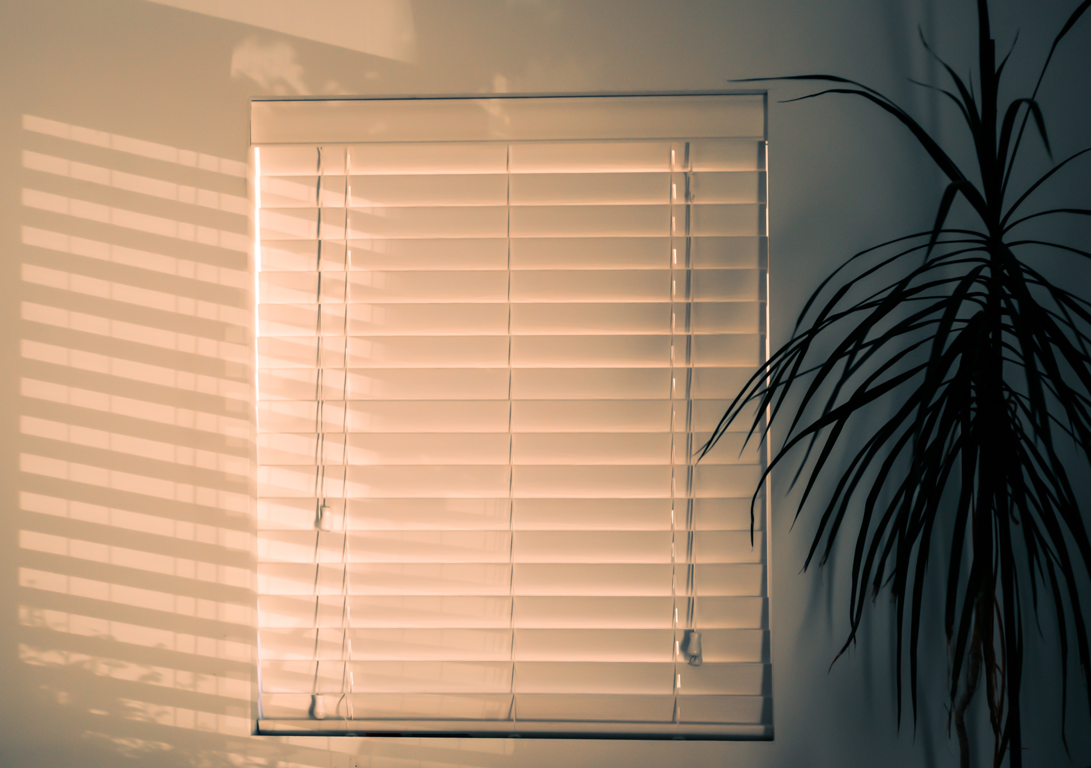 window blinds